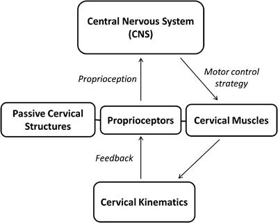 Neck Pain: Do We Know Enough About the Sensorimotor Control System?